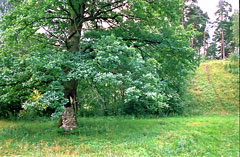 Dąb Litewski